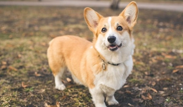 Chó corgi nguồn gốc đặc điểm cách chăm sóc và những sự thật thú vị - 1