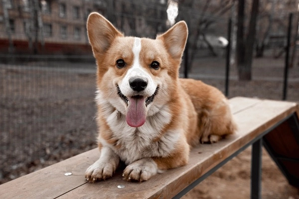 Chó corgi nguồn gốc đặc điểm cách chăm sóc và những sự thật thú vị - 2