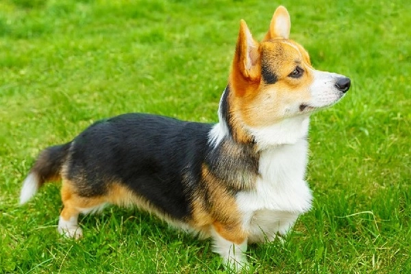 Chó corgi nguồn gốc đặc điểm cách chăm sóc và những sự thật thú vị - 3