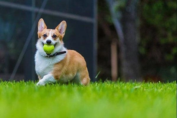 Chó corgi nguồn gốc đặc điểm cách chăm sóc và những sự thật thú vị - 4