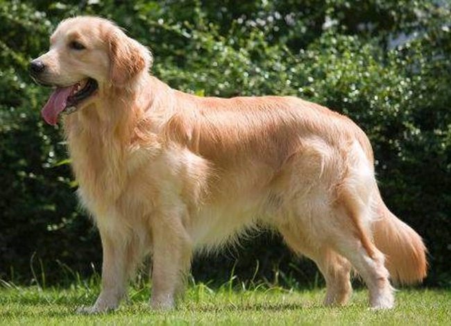 Chó golden retriever - nguồn gốc đặc điểm và cách nuôi - 1