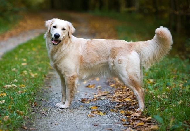 Chó golden retriever - nguồn gốc đặc điểm và cách nuôi - 2