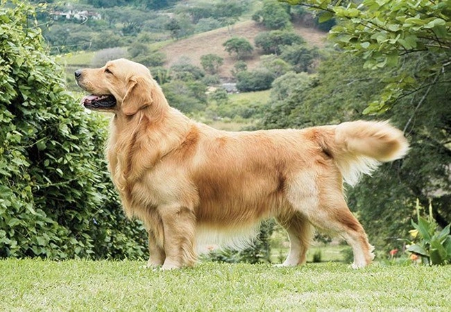 Chó golden retriever - nguồn gốc đặc điểm và cách nuôi - 3