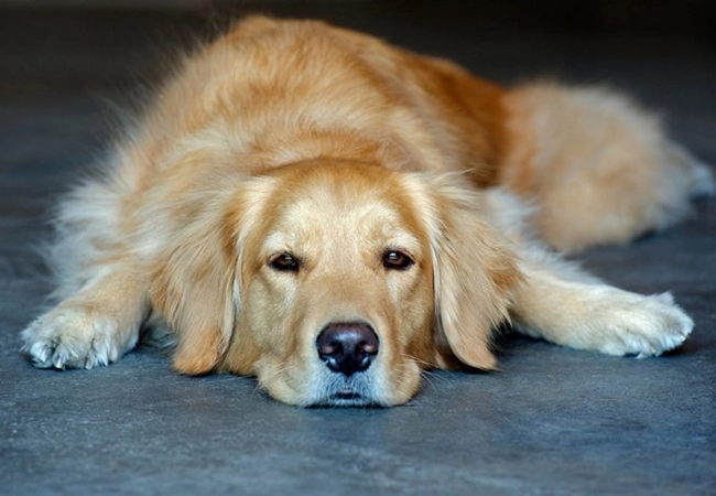 Chó golden retriever - nguồn gốc đặc điểm và cách nuôi - 4