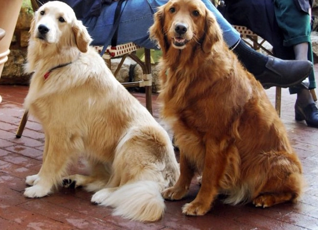 Chó golden retriever - nguồn gốc đặc điểm và cách nuôi - 5