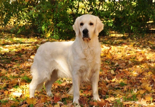 Chó golden retriever - nguồn gốc đặc điểm và cách nuôi - 8