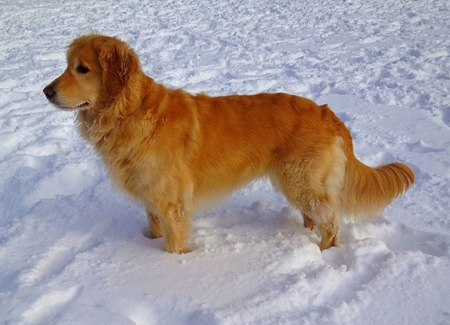Chó golden retriever - nguồn gốc đặc điểm và cách nuôi - 9