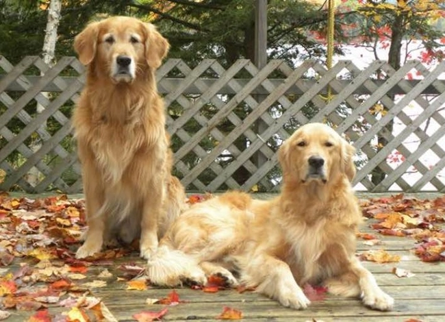 Chó golden retriever - nguồn gốc đặc điểm và cách nuôi - 10