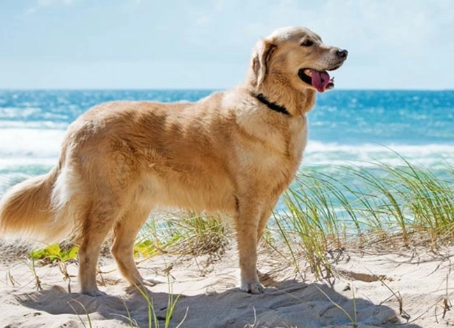 Chó golden retriever - nguồn gốc đặc điểm và cách nuôi - 11