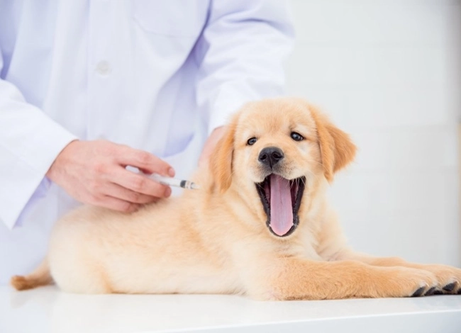 Chó golden retriever - nguồn gốc đặc điểm và cách nuôi - 12