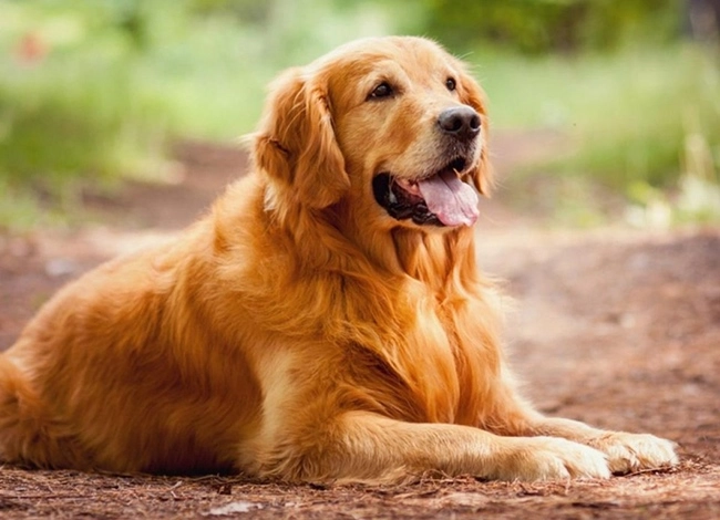 Chó golden retriever - nguồn gốc đặc điểm và cách nuôi - 13