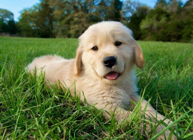 Chó golden retriever - nguồn gốc đặc điểm và cách nuôi - 14