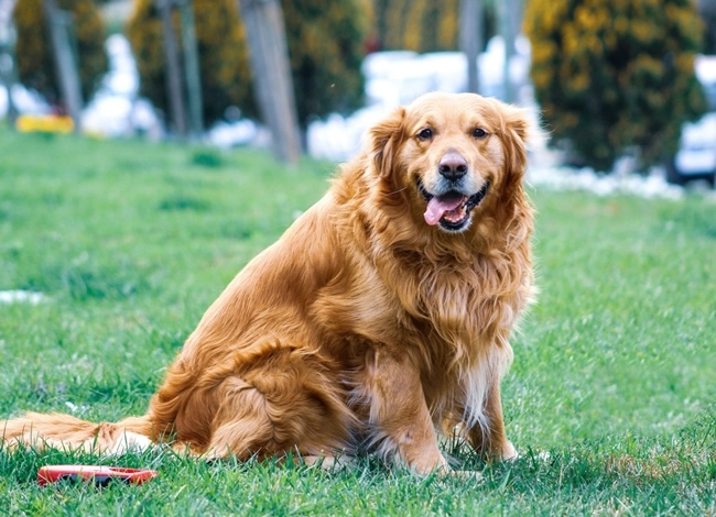 Chó golden retriever - nguồn gốc đặc điểm và cách nuôi - 16