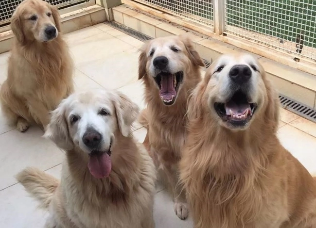 Chó golden retriever - nguồn gốc đặc điểm và cách nuôi - 17