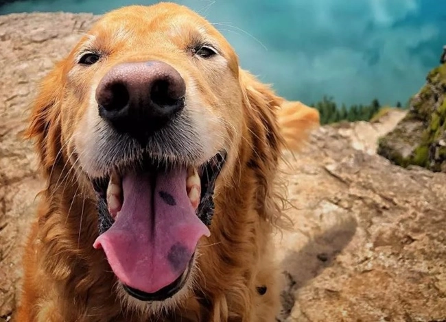 Chó golden retriever - nguồn gốc đặc điểm và cách nuôi - 18
