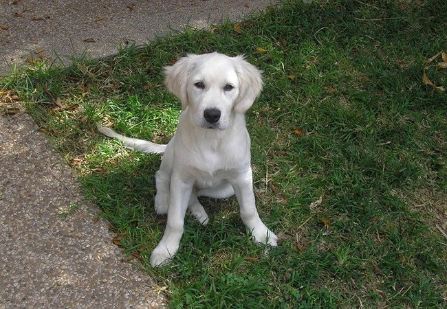 Chó golden retriever - nguồn gốc đặc điểm và cách nuôi - 19