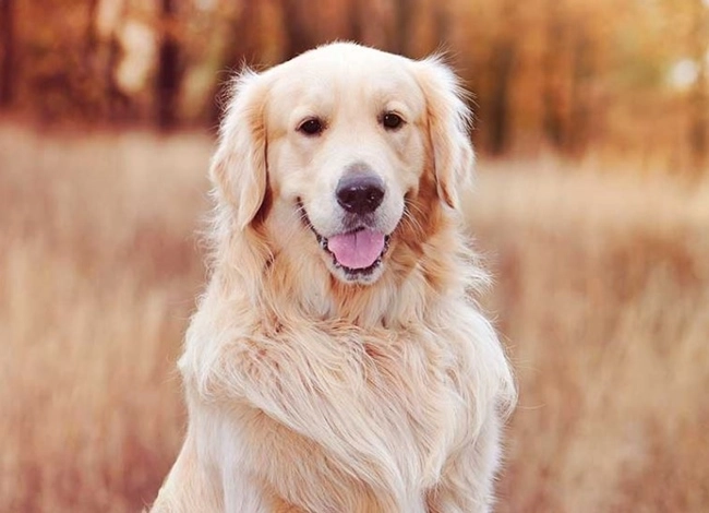 Chó golden retriever - nguồn gốc đặc điểm và cách nuôi - 20