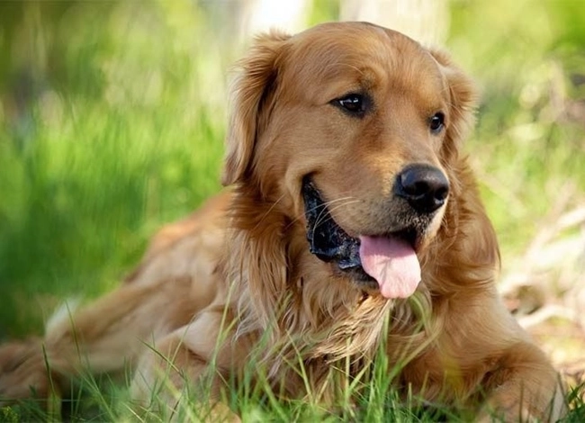 Chó golden retriever - nguồn gốc đặc điểm và cách nuôi - 21