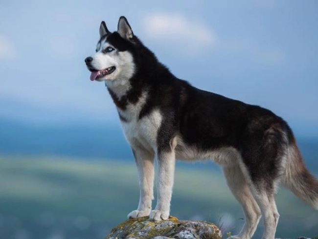 Chó husky - đặc điểm nguồn gốc giá bán và cách nuôi - 1