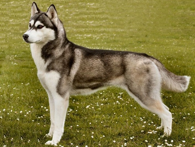 Chó husky - đặc điểm nguồn gốc giá bán và cách nuôi - 2
