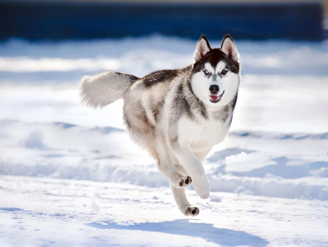Chó husky - đặc điểm nguồn gốc giá bán và cách nuôi - 3