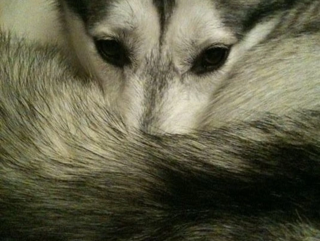 Chó husky - đặc điểm nguồn gốc giá bán và cách nuôi - 6