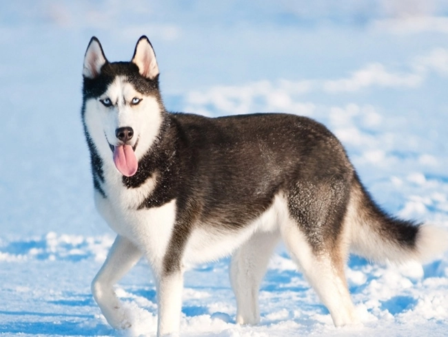Chó husky - đặc điểm nguồn gốc giá bán và cách nuôi - 7