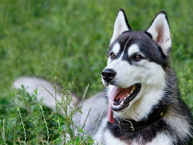 Chó husky - đặc điểm nguồn gốc giá bán và cách nuôi - 8
