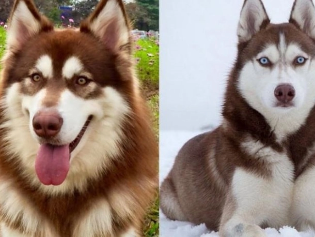 Chó husky - đặc điểm nguồn gốc giá bán và cách nuôi - 11