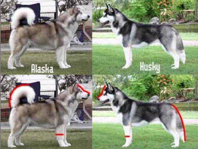 Chó husky - đặc điểm nguồn gốc giá bán và cách nuôi - 12