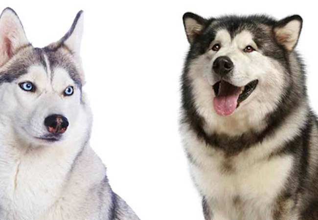 Chó husky - đặc điểm nguồn gốc giá bán và cách nuôi - 13