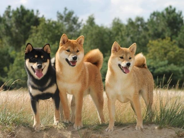 10 giống chó nhật phổ biến nhất được ưa thích tại việt nam - 11