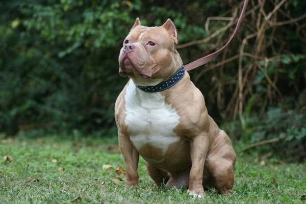 Chó pitbull nguồn gốc đặc điểm phân loại và cách nuôi - 1