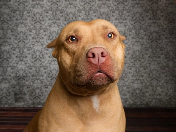 Chó pitbull nguồn gốc đặc điểm phân loại và cách nuôi - 3