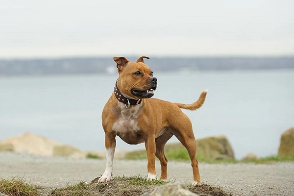 Chó pitbull nguồn gốc đặc điểm phân loại và cách nuôi - 5