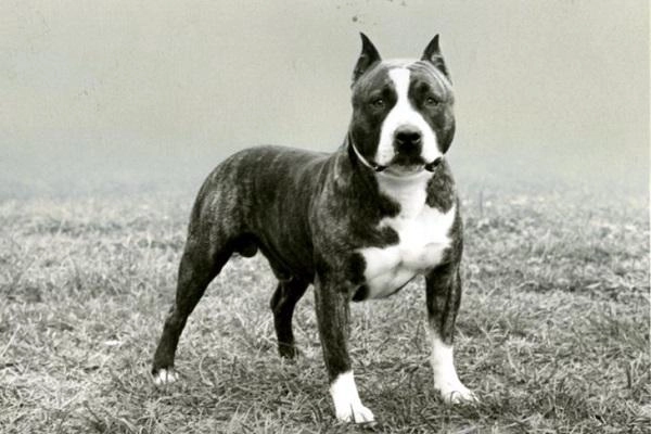 Chó pitbull nguồn gốc đặc điểm phân loại và cách nuôi - 6