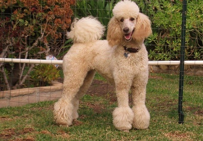 Chó poodle - đặc điểm phân loại và cách nuôi - 1