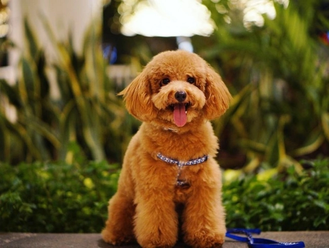 Chó poodle - đặc điểm phân loại và cách nuôi - 2