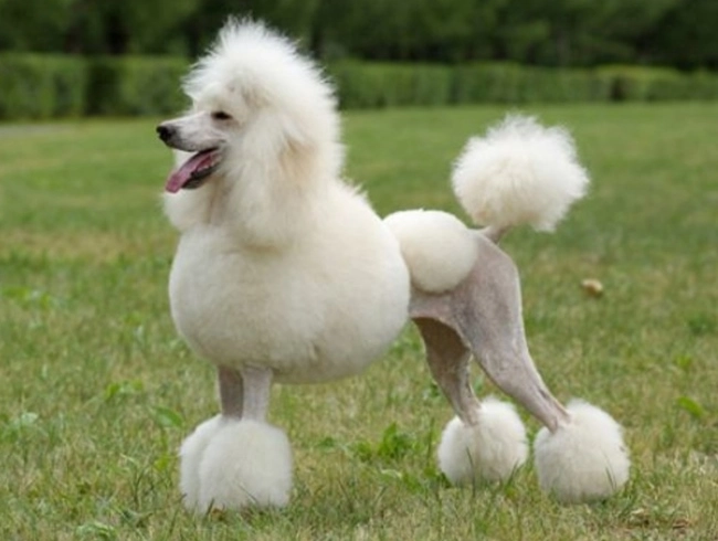 Chó poodle - đặc điểm phân loại và cách nuôi - 3