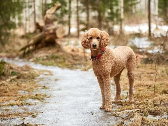 Chó poodle - đặc điểm phân loại và cách nuôi - 5