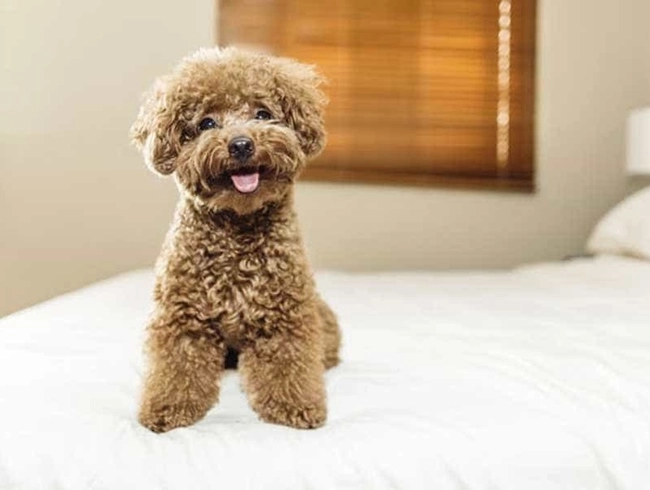 Chó poodle - đặc điểm phân loại và cách nuôi - 7