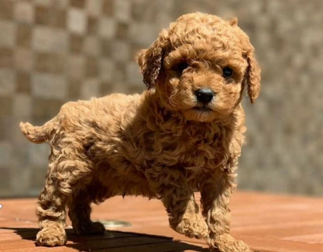 Chó poodle - đặc điểm phân loại và cách nuôi - 8