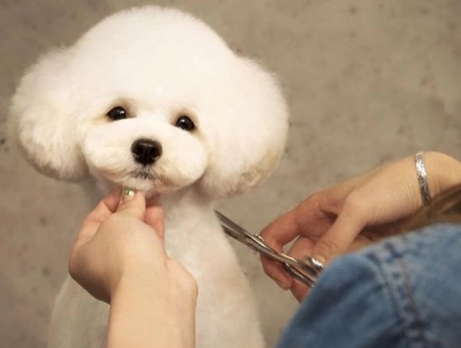 Chó poodle - đặc điểm phân loại và cách nuôi - 10