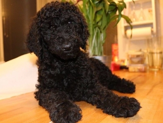 Chó poodle - đặc điểm phân loại và cách nuôi - 12