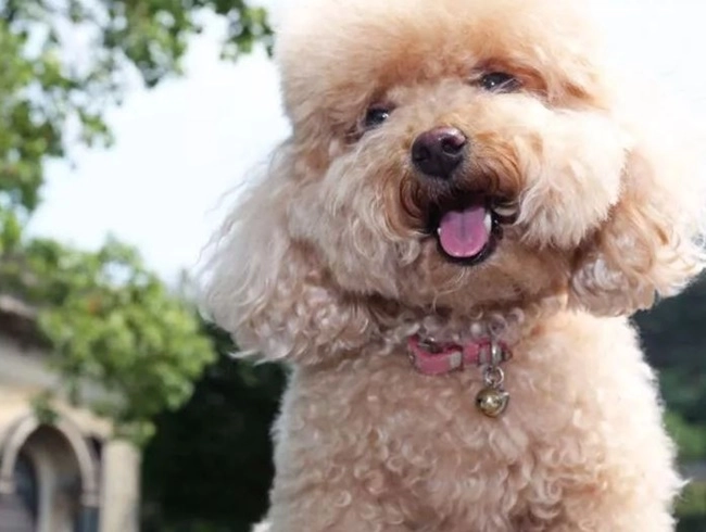 Chó poodle - đặc điểm phân loại và cách nuôi - 13