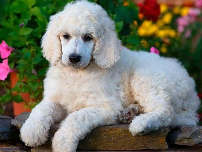 Chó poodle - đặc điểm phân loại và cách nuôi - 14