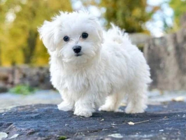 Chó poodle - đặc điểm phân loại và cách nuôi - 18