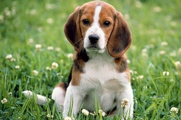Chó săn thỏ beagle nguồn gốc đặc điểm và cách nuôi - 1