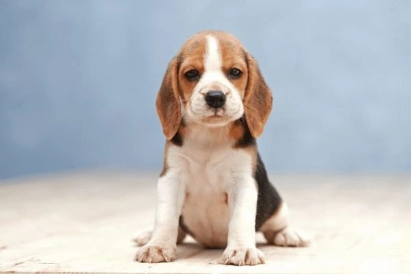 Chó săn thỏ beagle nguồn gốc đặc điểm và cách nuôi - 2