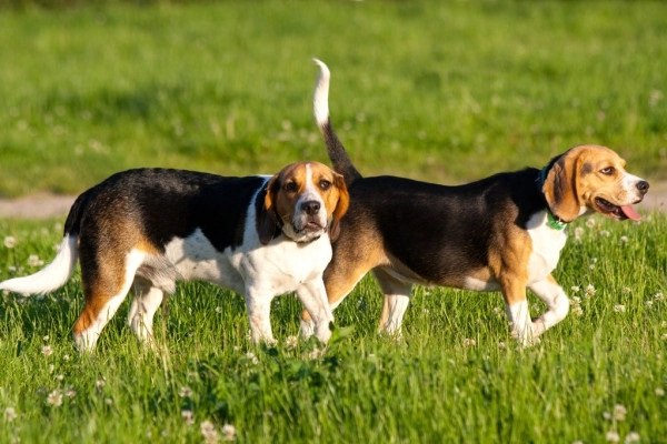 Chó săn thỏ beagle nguồn gốc đặc điểm và cách nuôi - 4